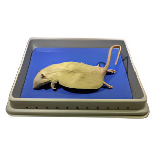 Rats (Preserved), 7-9" Doubly injected