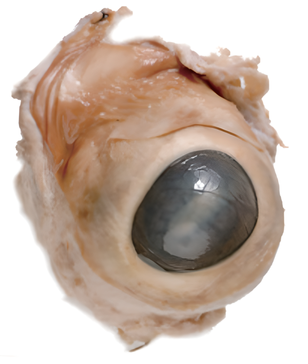 Cow Eyes