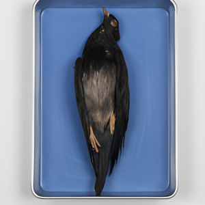 Pigeon (Preserved), Adult Doubly injected