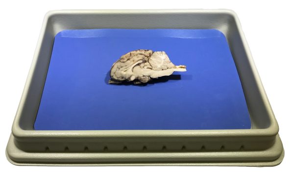 Sheep Brains, Half Brain