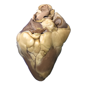 Pig Heart