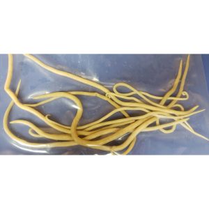 Ascaris lumbricoides (Pig Roundworm)
