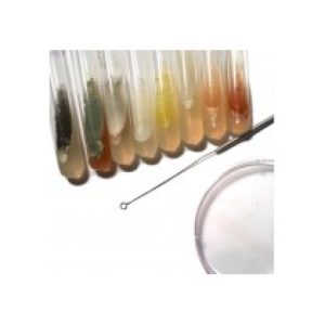 Bacillus Subtilis