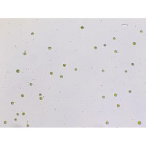Chlamydomonas