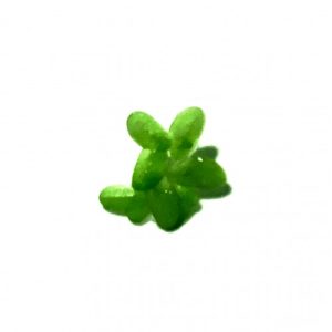 Duckweed