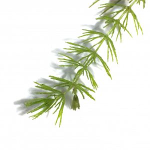 Hornwort