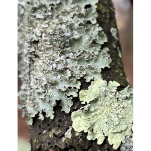 Lichens