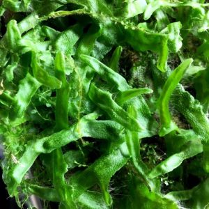 Liverwort