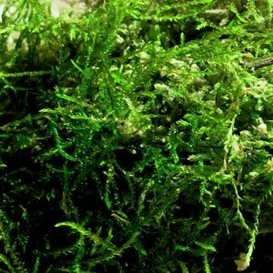 Moss