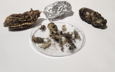 Why Hands-On Biology Lessons Stick (and How to Make Yours Unforgettable)