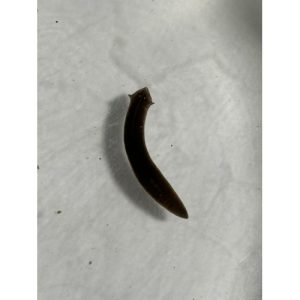 Live Planaria specimen for classroom regeneration studies