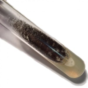 Aspergillus Niger