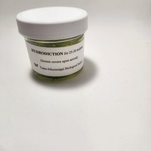 Hydrodictyon