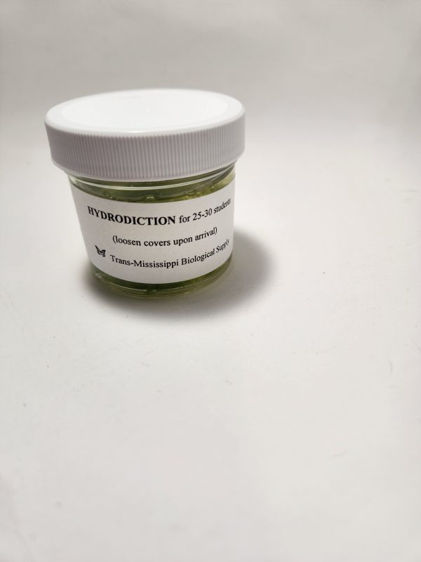 Hydrodictyon