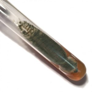 Penicillium Notatum