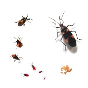 Milkweed Bug Culture