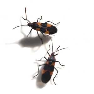 Live adult Milkweed Bugs for classroom science activities