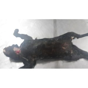 Cat (Preserved)