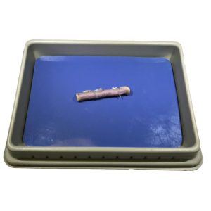 Beef Spinal Cord, 4" section