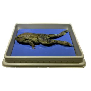 Bull Frogs (Preserved), 4-5" Plain