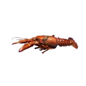 Cambarus (Crayfish, Preserved), 3-4" Plain