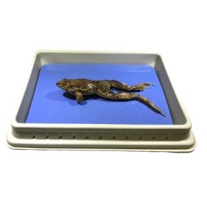 Grass frog (Preserved), 3-4" Doubly injected