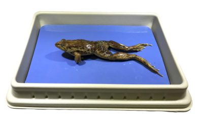 Live vs. Preserved Specimens: What’s Best for Your Classroom (and Why It Matters)