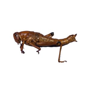 Grasshopper