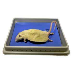 Rats (Preserved), 7-9" Triple Injected
