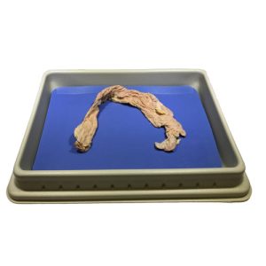 Pig Intestines, Large