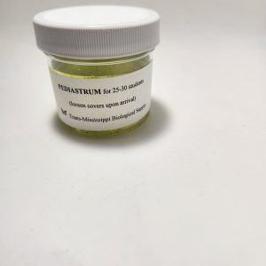 Pediastrum