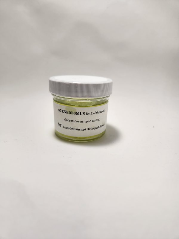Scenedesmus