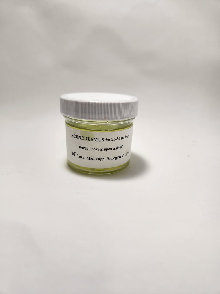 Scenedesmus | Trans Mississippi Biological Supply | Isanti, MN