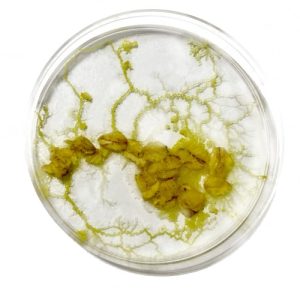 Physarum Polycephalum