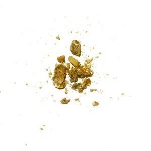 Physarum Polycephalum (Sclerotial Stage)