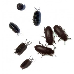 Bug Set