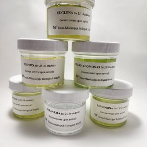 Flagellate Set with six live protist cultures in labeled jars from TMBS