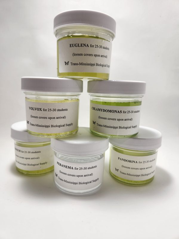 Flagellate Set with six live protist cultures in labeled jars from TMBS
